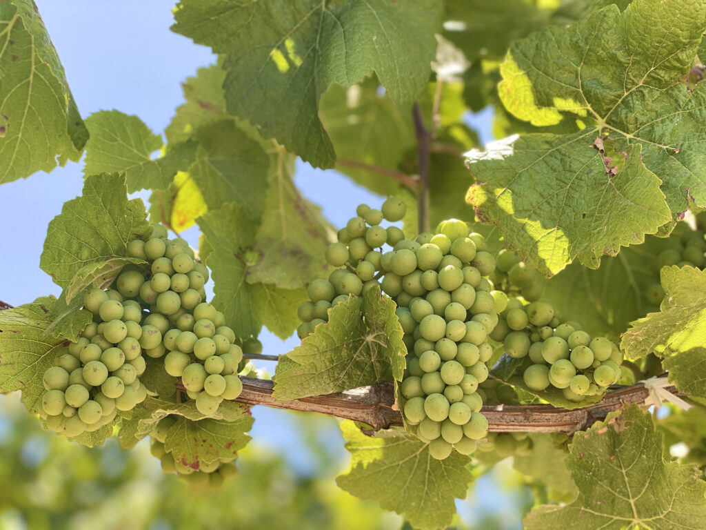 carneros grapes