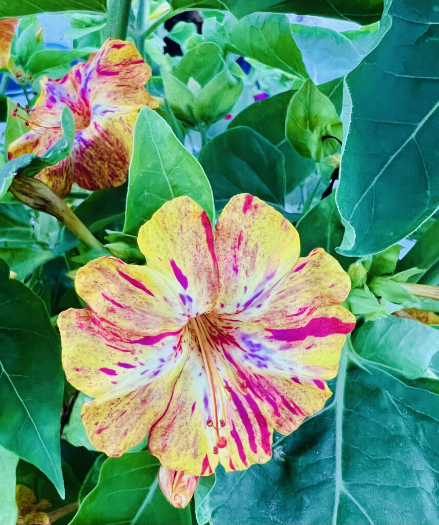 Santorini flora