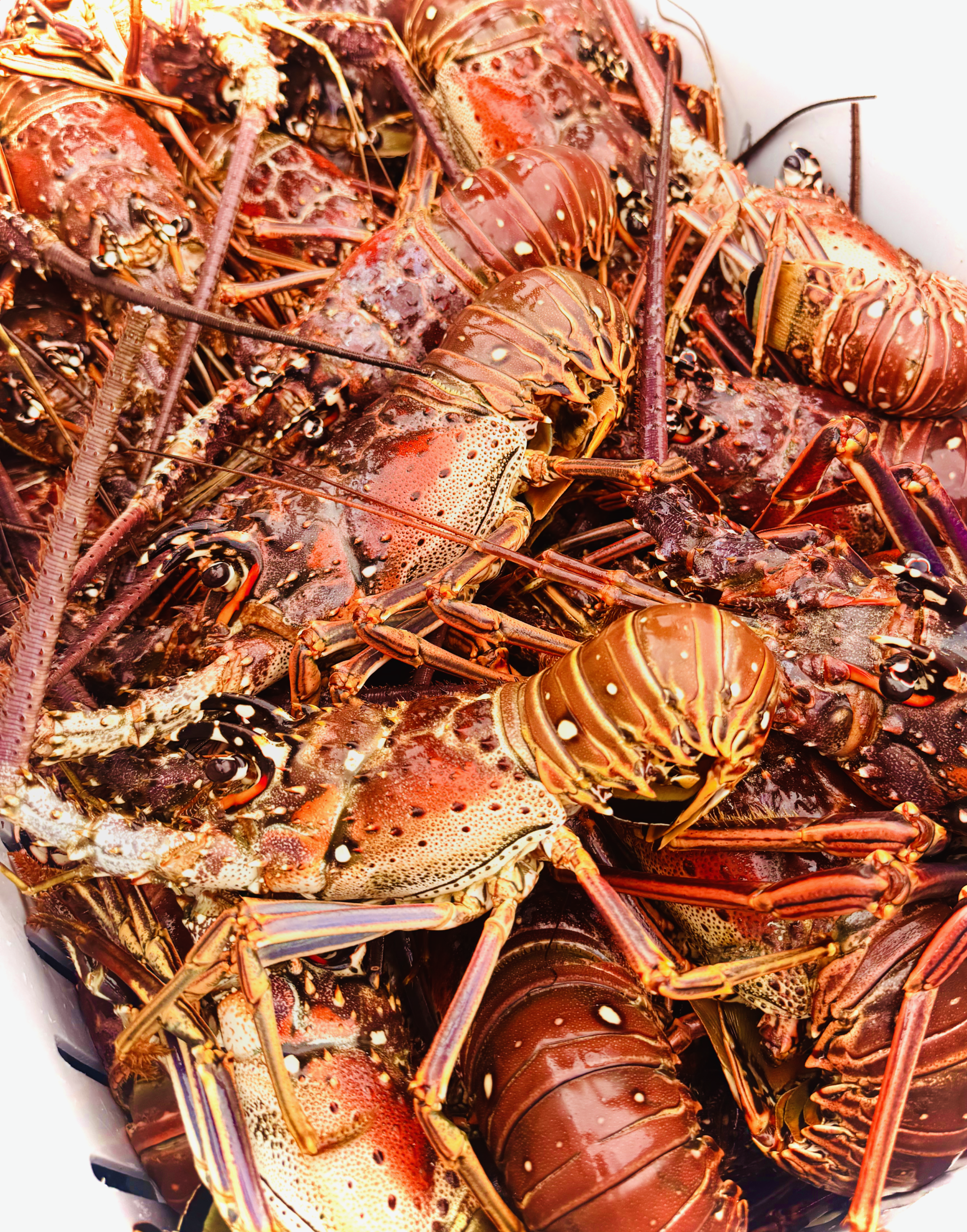 Caribbean lobster
