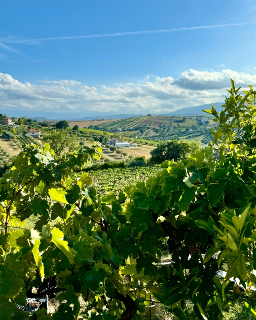 Emidio Pepe Vineyards