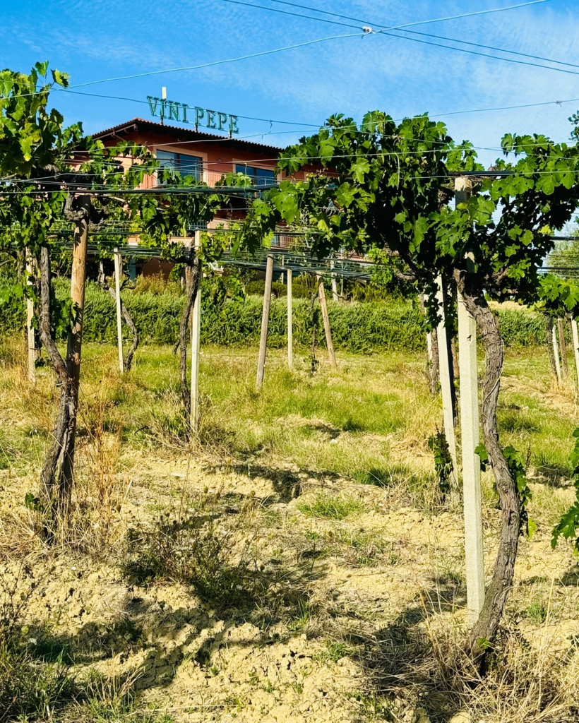 Emidio Pepe Agriturismo