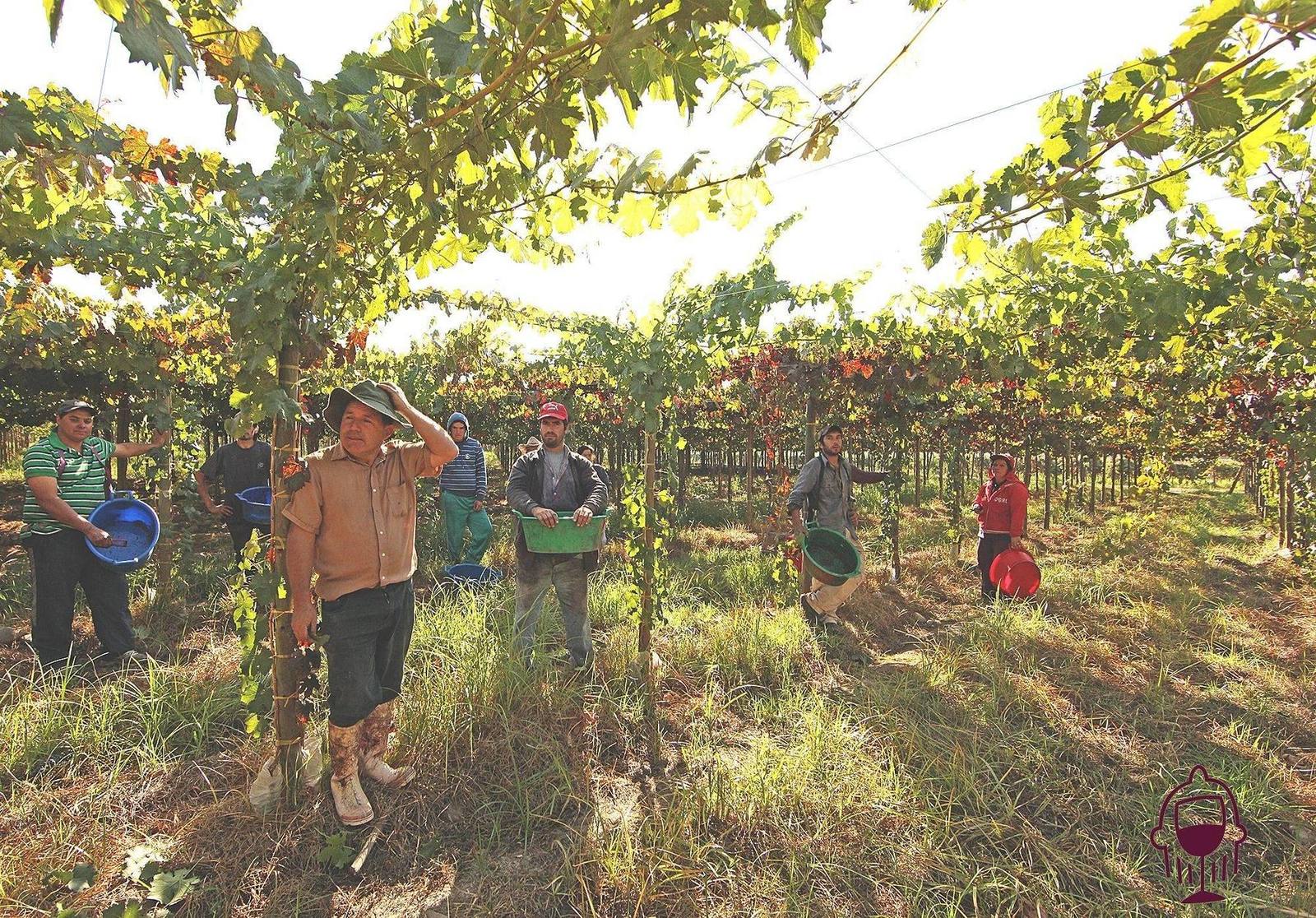 Harvest workers standing among pergola-trained vines with picking buckets