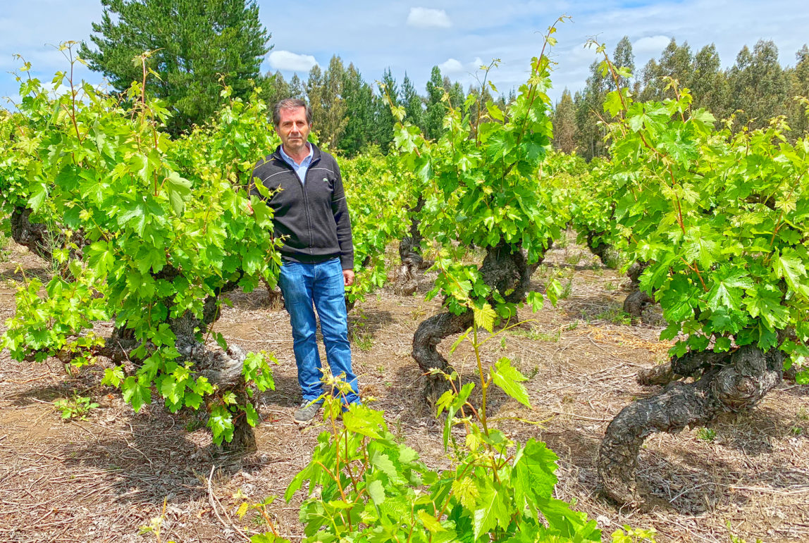 Viña Sanroke and Their Century-Old Vines