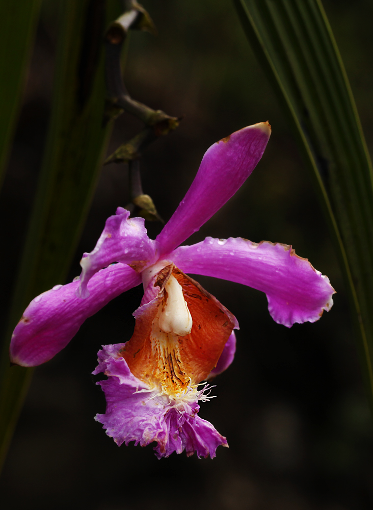 Peruvian orchid