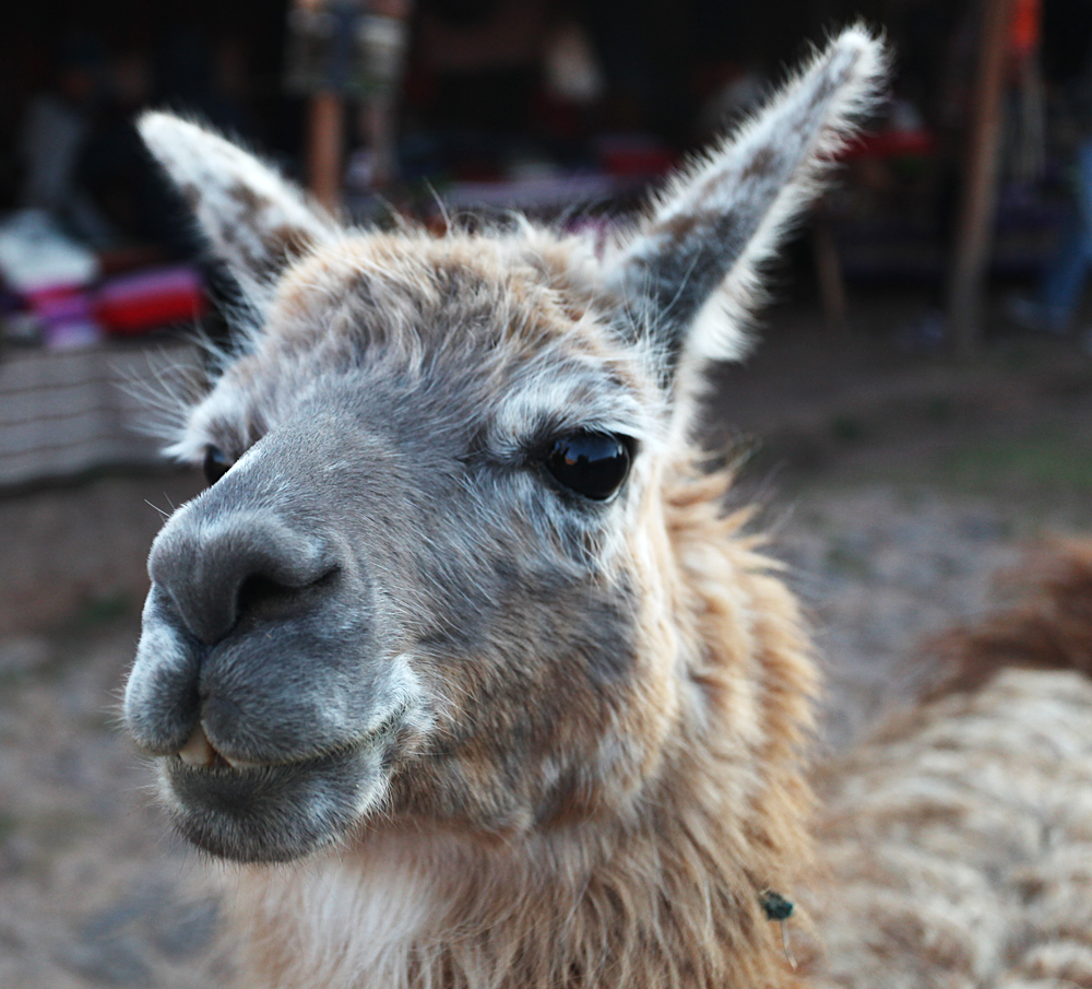 Peruvian llama