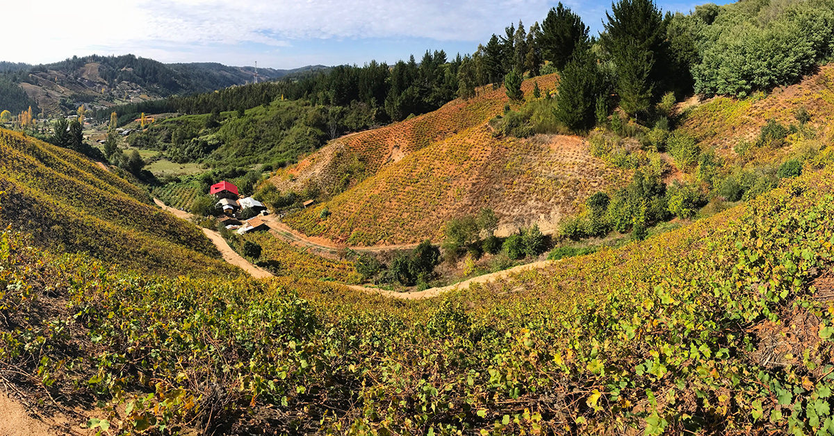 Tasting Chile: Itata, comin’ at ya!