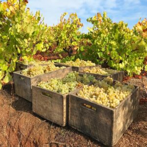 Semillon grapes