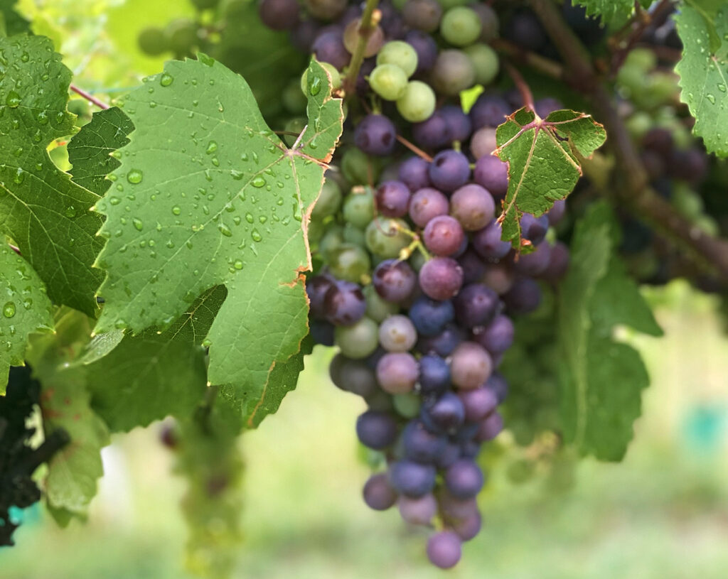 Nebbiolo