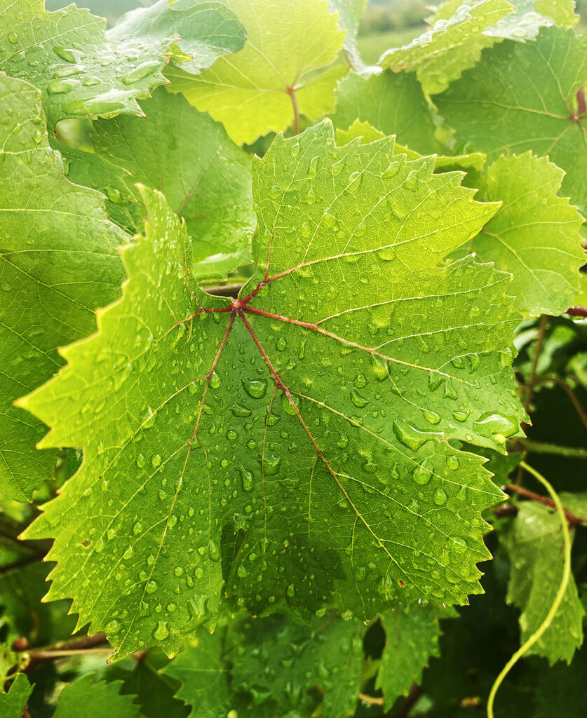 wet grape leaf