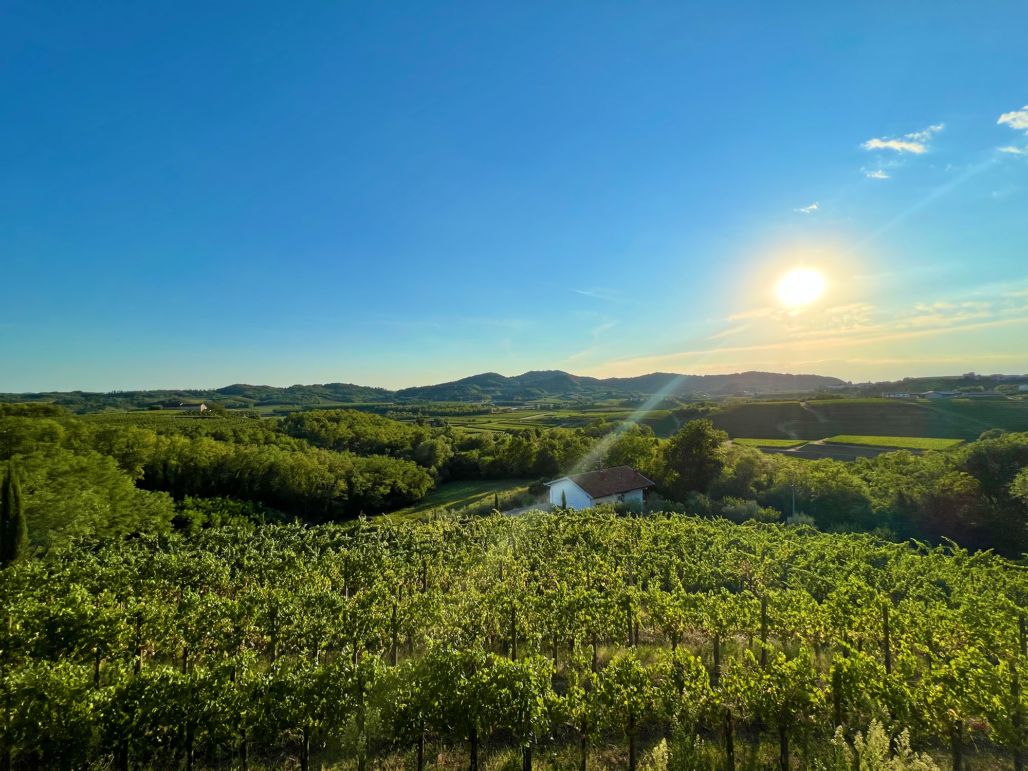 Marjan Simčič Wines