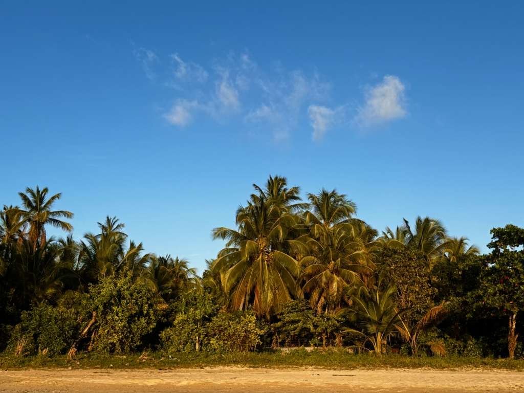 Corn Island palm trees