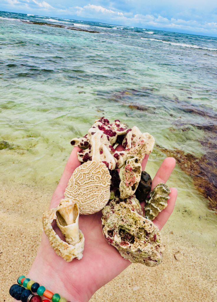 Rock and shell collection