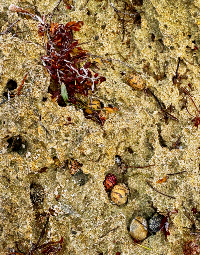 snails corn island