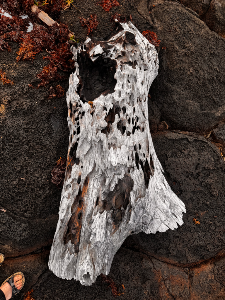 driftwood