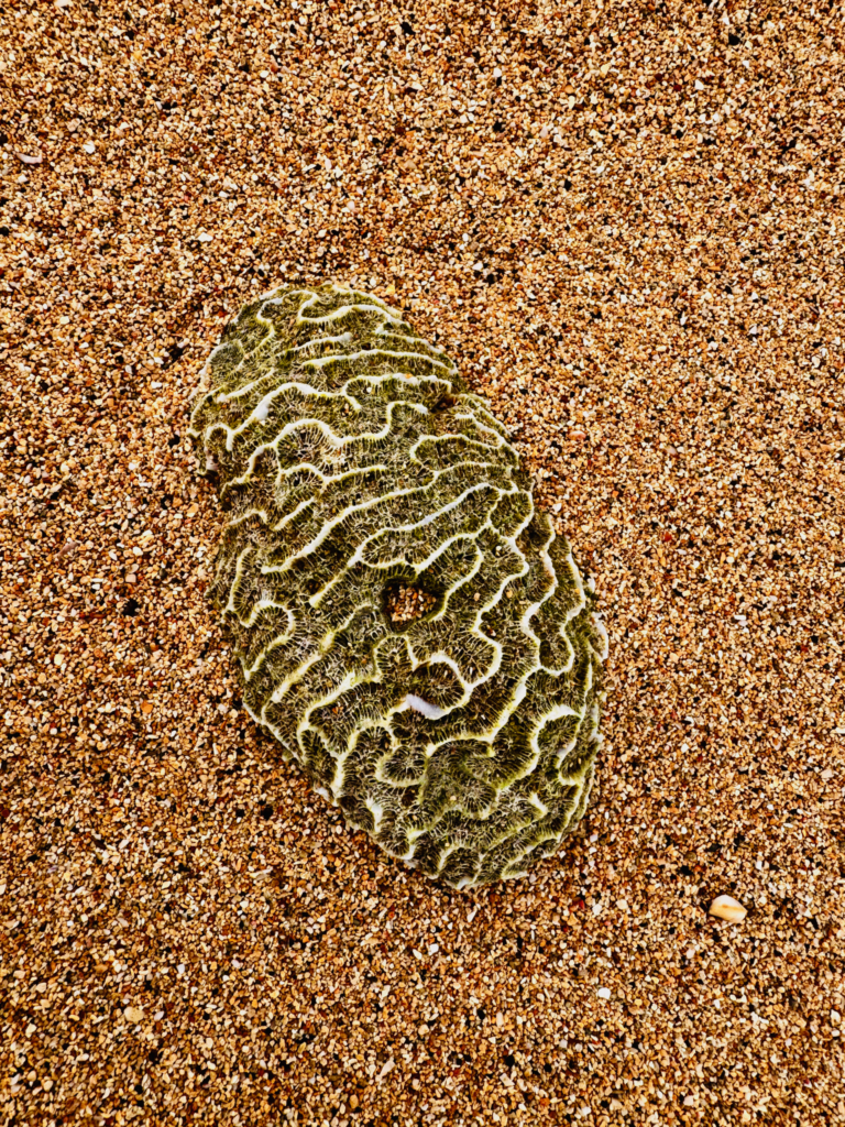 Coral in sand