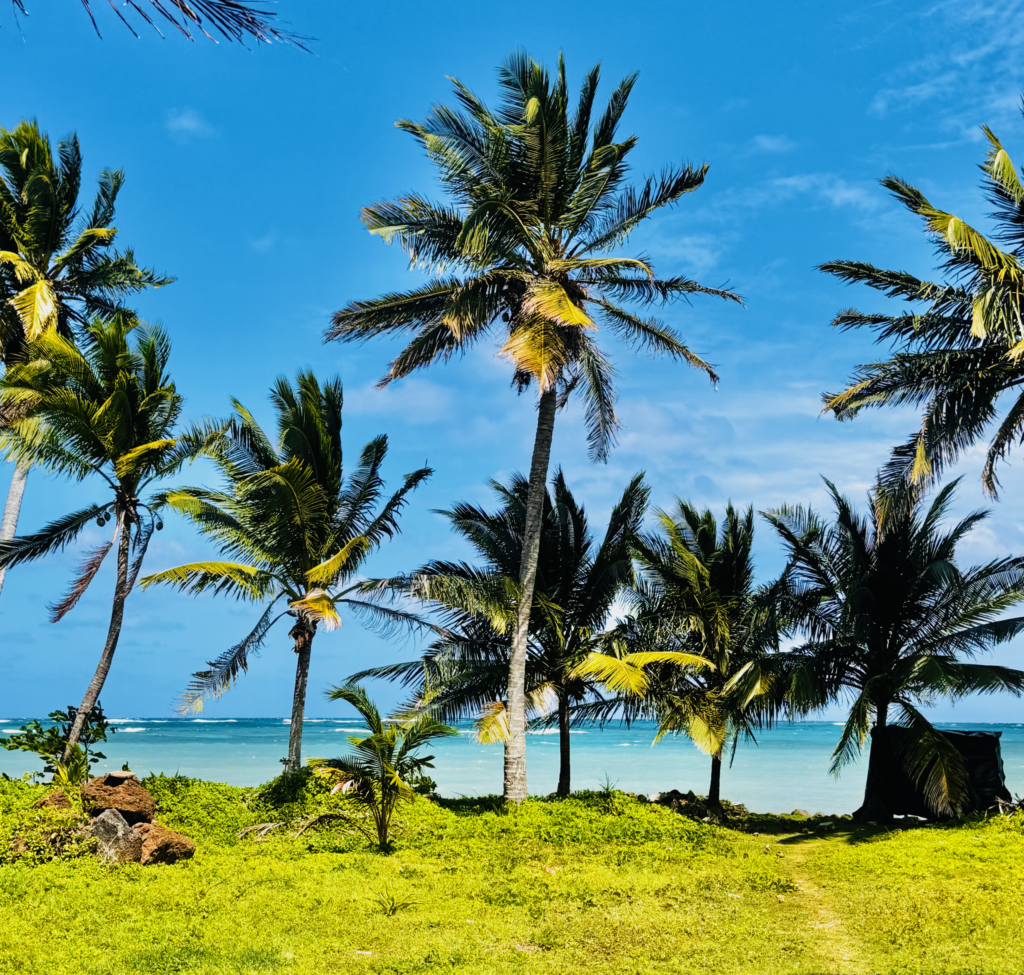 Palm trees