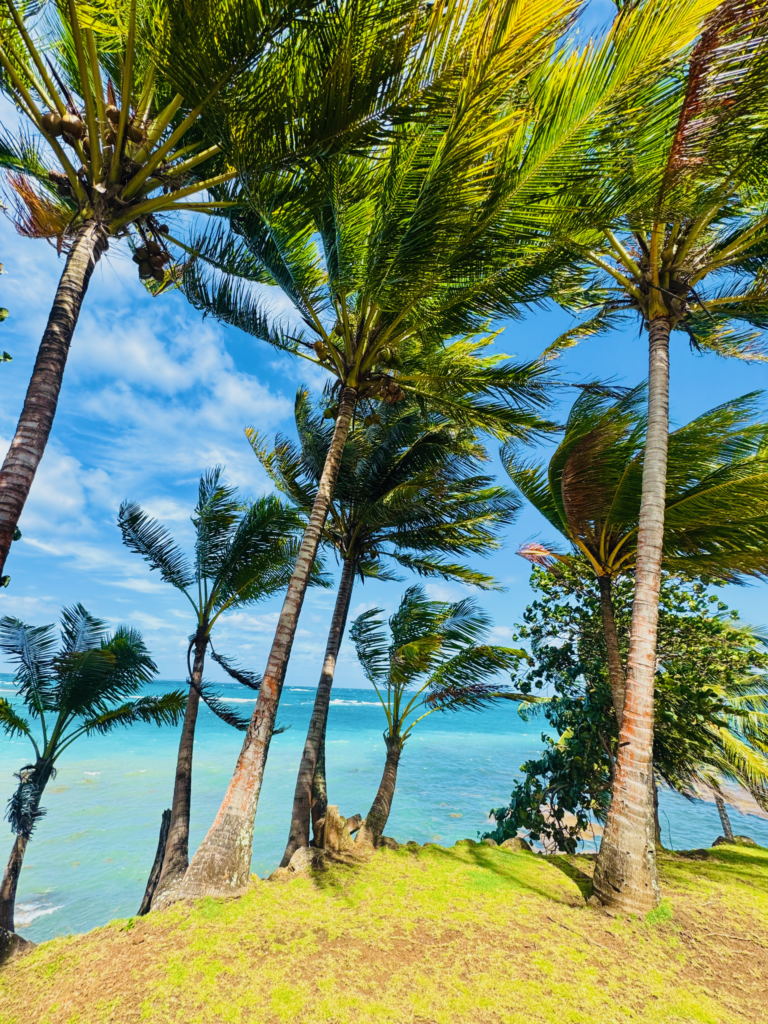 Corn Island palms