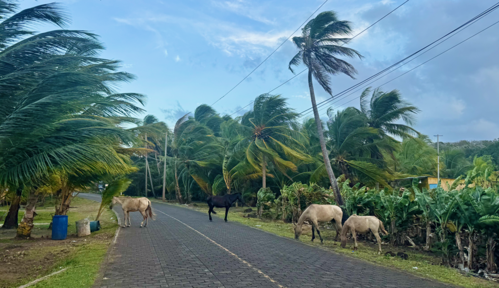 Horses on Corn Island