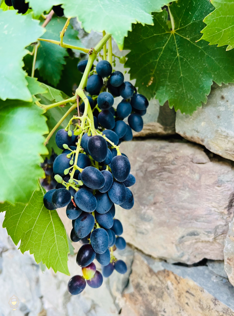 Cycladic Grape Variety