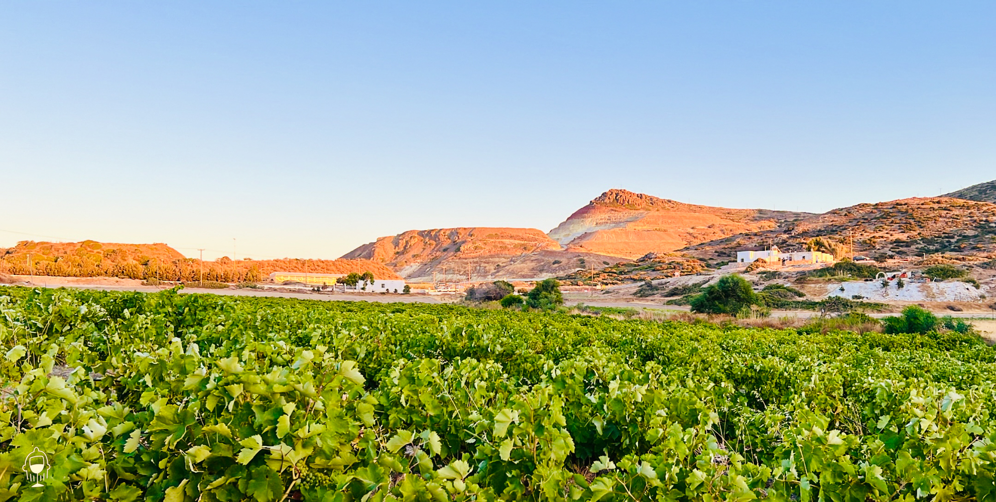 Kostantakis Vineyards