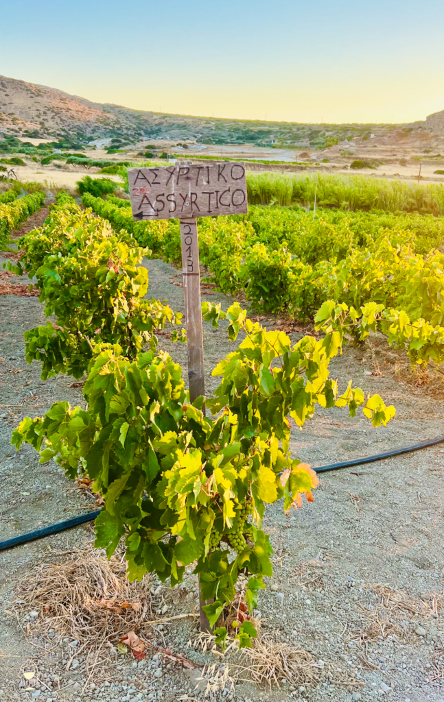 Greek Assyrtiko