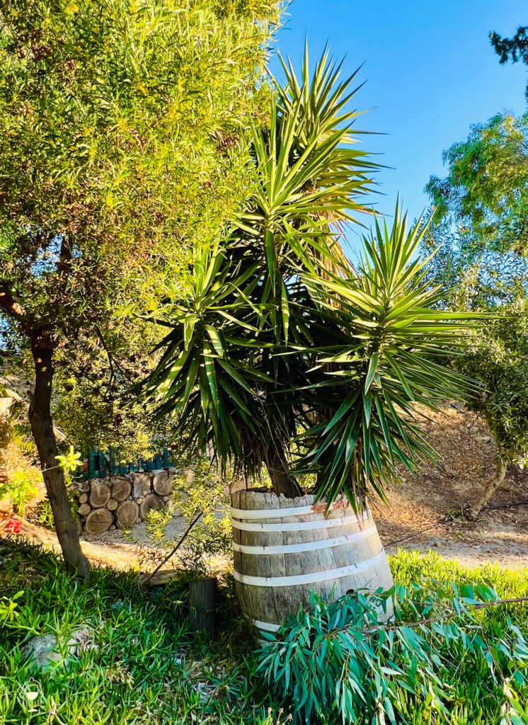 The natural vibes of Milos Cave Winery.