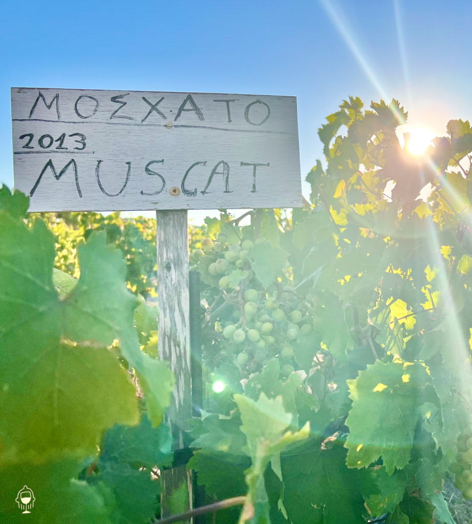 Greek Muscat on Milos.