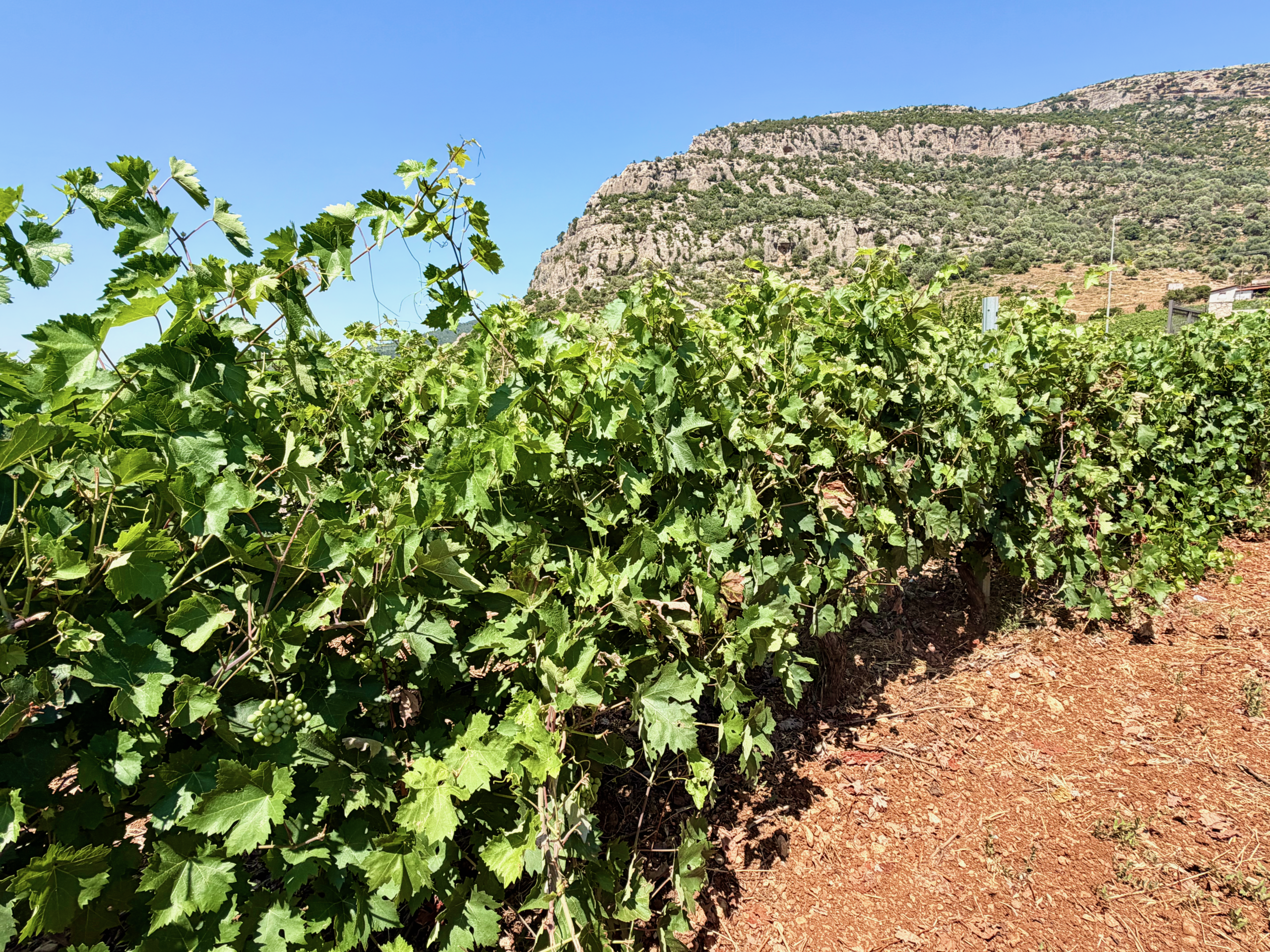 Lantides Winery, a Greek favorite from the Peloponnese